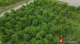 江华：油桃抢先上市 果农喜迎丰收