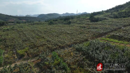 江华：雪梨“穿衣”套袋忙 甜蜜产业丰收在望