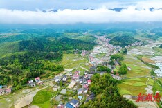 城步金紫乡：绿茵稻田美如画 南茶北橘产业兴