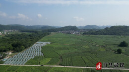 江华涛圩镇：烤烟迎丰收烟农赶“烤”忙