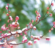 梅花欢喜漫天雪