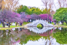 橘子洲红梅初露峥嵘