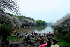 樱花盛开醉游人