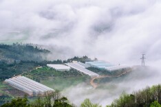 杨梅园中云雾生