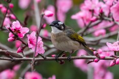 花鸟相依景如画