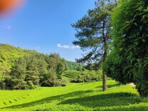 茶香满山乡