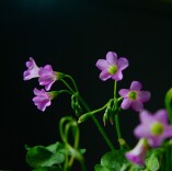 转角遇见酢浆花