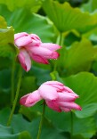 雨荷