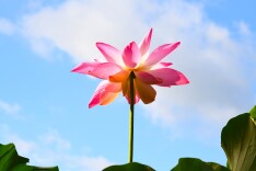 盛夏荷花红