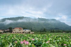 侗乡夏日 荷韵悠长