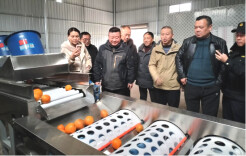 沅陵县税务局：拓宽脐橙销路，助力乡村振兴