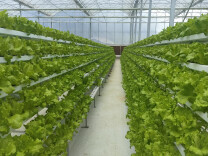 “菜篮子”富了“钱袋子”！邵阳市北塔区陈家桥镇“蔬”写乡村振兴图景