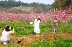 邵阳北塔区：“桃花经济”映红“和美乡村”，苗儿“风景这边独好”