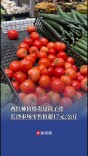 西红柿价格贵过筒子骨，长沙市场零售价超17元/公斤