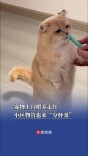 宠物上门喂养走红，小区物管也来“分杯羹”