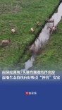 周末·生物丨7头雄性麋鹿结伴出游，南洞庭湖吸引“神兽”安家