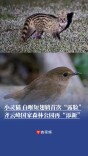 小灵猫、白喉短翅鸫首次“露脸”！桂东齐云峰国家森林公园再添珍稀物种纪录丨神奇生物在哪里