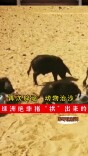 再次辟谣“动物治沙”，绿洲绝非猪“拱”出来的｜军哥说新闻