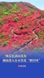 杜鹃花、晚樱、紫藤仍处盛花期，随手拍都是大片