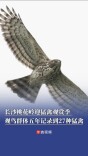 长沙桃花岭迎猛禽观赏季！观鸟群体五年记录到27种猛禽，蛇雕最多