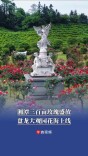 湘潭三百亩玫瑰盛放，盘龙大观园花海上线丨“湘”见旅发会