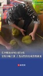 长沙榴莲市场行情分化：金枕小幅上涨，干尧高性价比成消费新宠