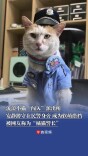 流浪小猫“闯入”派出所  安静蹲守在民警身旁 成为软萌搭档 已顺利“入职” 被网友称为“橘猫警长”