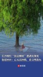 长沙网红“海景柳树”遭剥皮濒死   街道回应：已无法拯救，请文明游玩