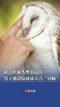 路边的猫头鹰别乱摸，男子感染隐球菌差点“切肺”