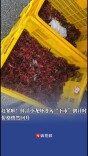 赶紧啦！鲜活小龙虾进入“下市”倒计时，价格悄然回升