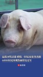 赢拔河奖活猪！醴陵一村夏夜赛事出圈，6000村民围观热闹堪比过年