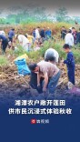 免费挖藕，还能带走！湘潭农户敞开莲田，供游客沉浸式体验田园秋收