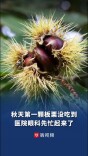 秋天第一颗板栗没吃到，医院眼科先忙起来了