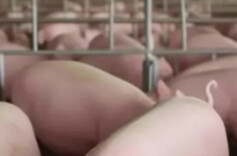 湖南出臺“豬十條”，穩定生產做強生豬產業