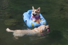 携宠溯溪热潮引爆“它经济”，宠物玩水装备销量飙升