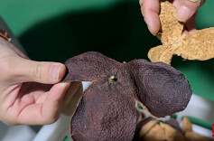 产地造假、年份虚标，两地连夜查封速成加工陈皮