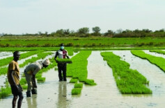曾跨越山海来湘向袁老表达敬意，冈比亚农民穆萨：我种的稻米进入学校为孩子们供餐了