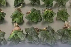 行李箱里的“石头”竟是濒危植物！海关截获52株龟甲牡丹