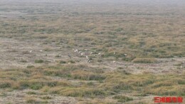 白枕鹤首次现身明朗山！南洞庭湖湿地修复守护万羽齐飞丨神奇生物在哪里