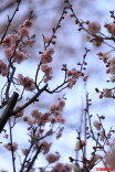 梅花提前报春 茶花接力绽放 省植物园上演冬日“鸟语花香”丨好玩湖南