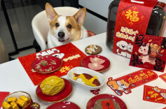 不只颜值在线，还讲究“养生”，长沙宠物年夜饭预订升温|消费新观察