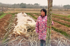 残疾家庭甘蔗急售，清甜汁水里藏着一家人的希望｜26℃