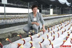 省人大代表黄凤兰：农民的需求在哪里，我的建议就往哪里提丨人民的代表