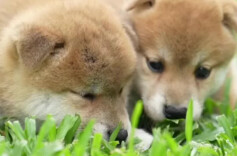 被自家幼犬轻咬手指未作处理，女子狂犬病发作 省疾控提醒：被动物抓咬伤应及时处理