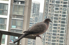 ​小鸟阳台筑巢孵崽要不要喂食？专家：大量投喂会让鸟类失去自然觅食能力