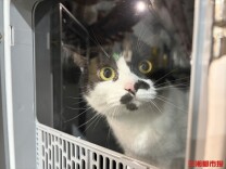 人宠同车不分离，长沙高铁为萌宠打造“高铁头等舱”