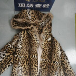 至少15只豹猫遭非法制衣！北京海关查获濒危豹猫皮制品