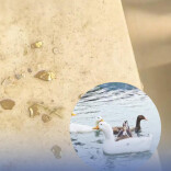 湖南一男子杀鸭意外剖出0.5克黄金颗粒，县自然资源局：有可能，当地一条河流曾发现沙金