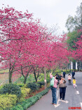早樱报春！湖南省植物园拉开春日赏花序幕