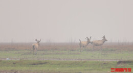 3头麋鹿“探路”月亮湖区域， 南洞庭湖野生种群稳步壮大 | 神奇生物在哪里